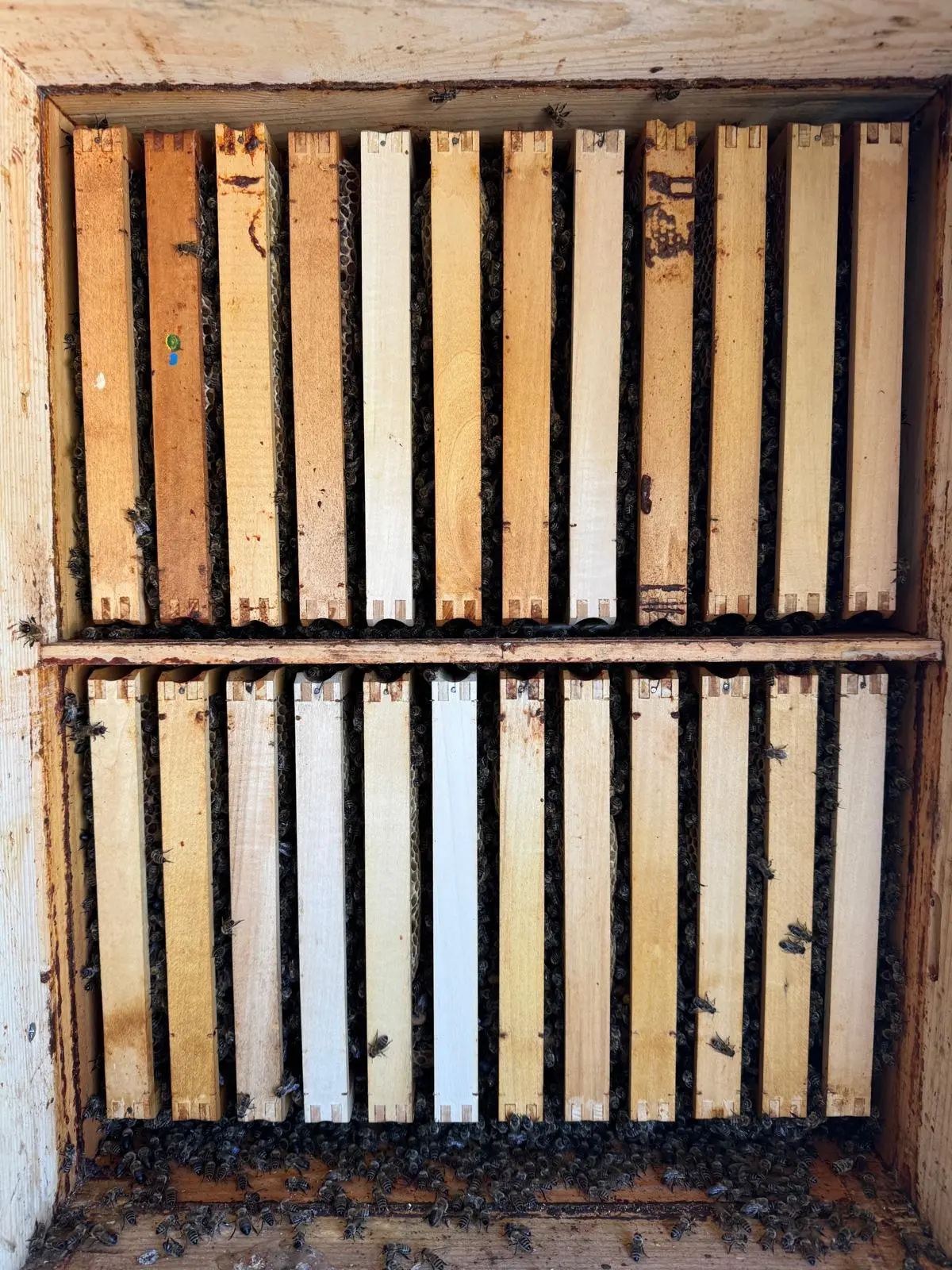 Utrinki iz čebelnjaka 48